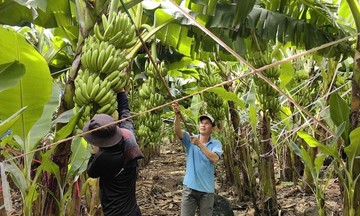 Đồng Nai, nhân rộng vùng chuyên canh cây ăn trái chủ lực