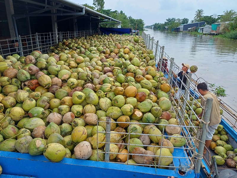 Cây Dừa: Tiềm năng vàng của nền nông nghiệp Việt Nam