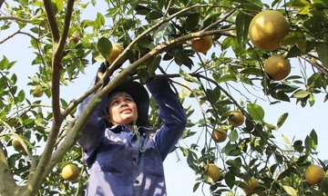 Việt Nam có sàn thương mại điện tử chuyên biệt nông sản chất lượng cao đầu tiên