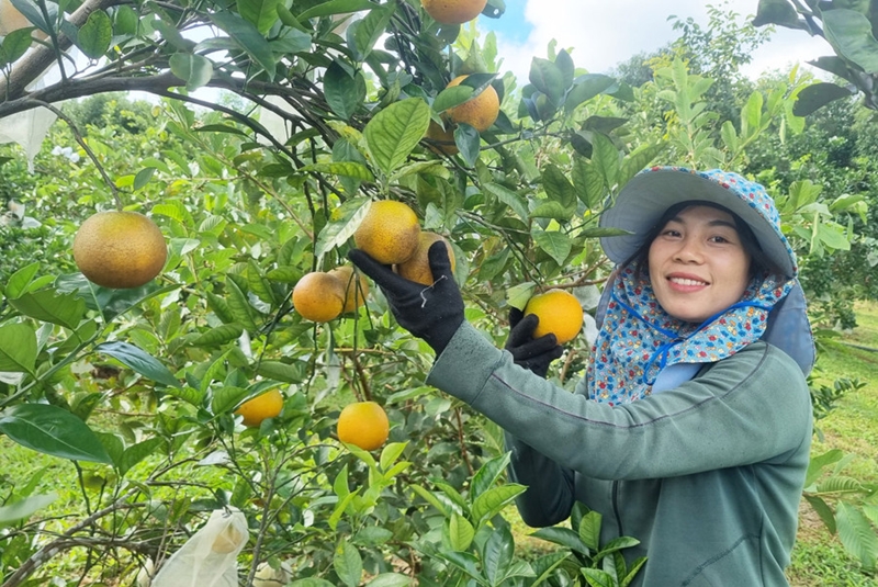 Nông dân, HTX vẫn khó khăn trong chuyển đổi sang sản xuất bền vững