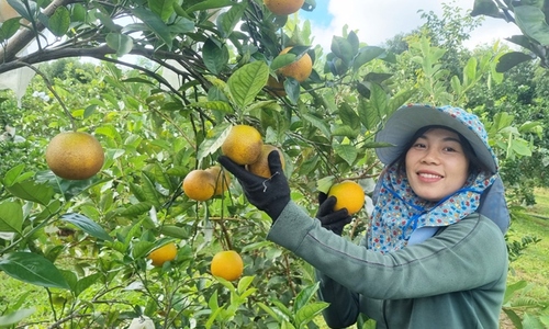 Nông dân, HTX vẫn khó khăn trong chuyển đổi sang sản xuất bền vững