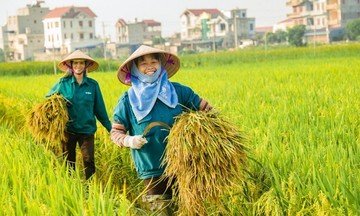 Để liên kết &#039;4 nhà&#039; trong nông nghiệp thực sự hiệu quả?