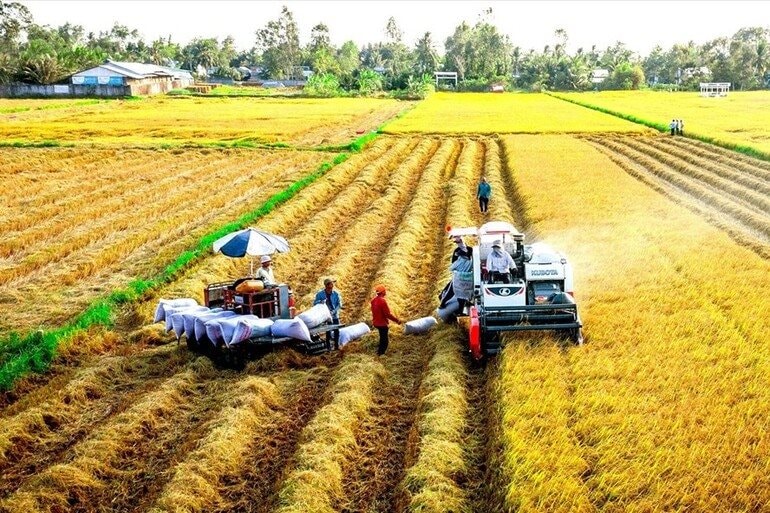 Hợp tác xã nông nghiệp nhỏ: 'Nuôi chí lớn' để vươn mình mạnh mẽ
