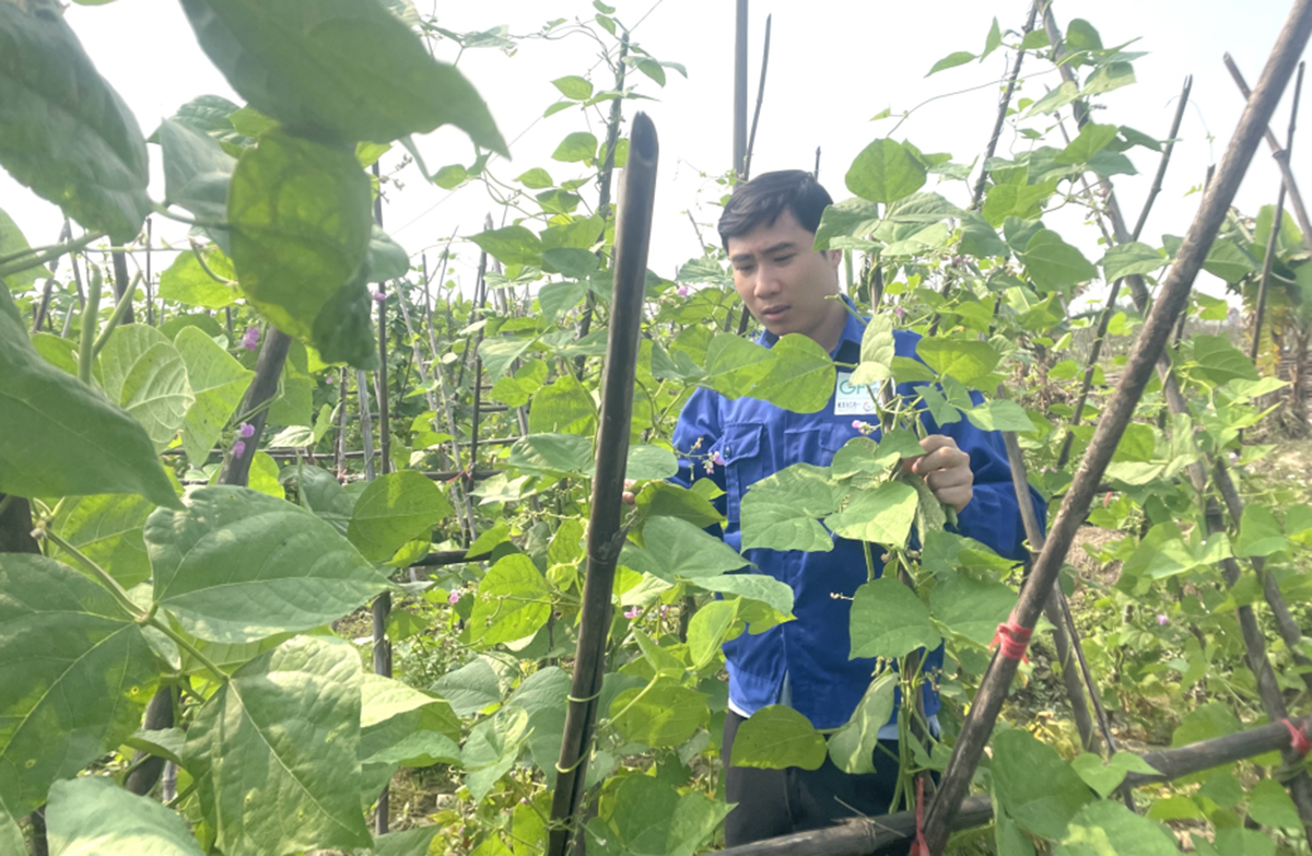 Cử nhân 9X khởi nghiệp thành công với nông nghiệp xanh