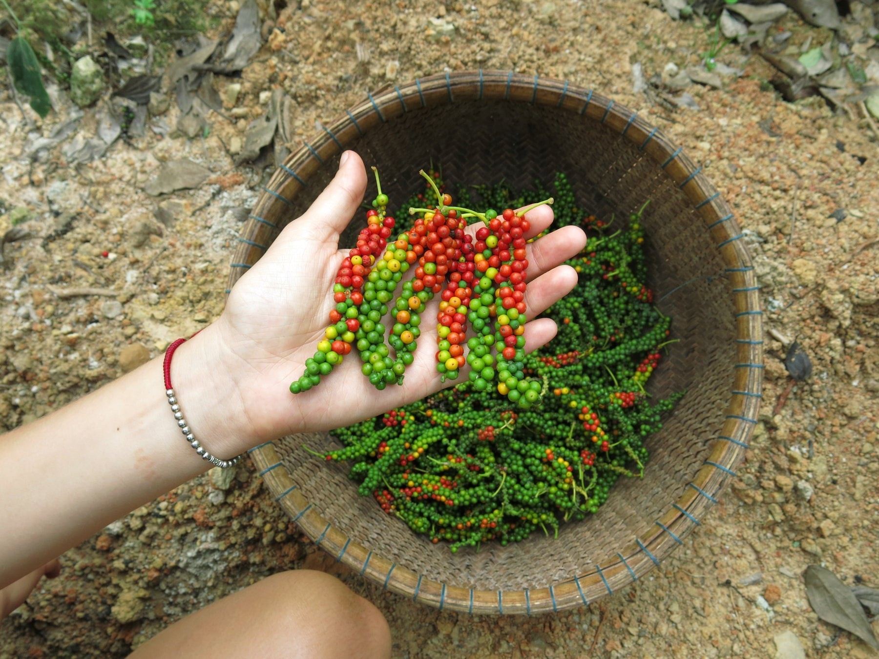 Giao dịch cầm chừng, giá tiêu giảm 1.000 đồng/kg