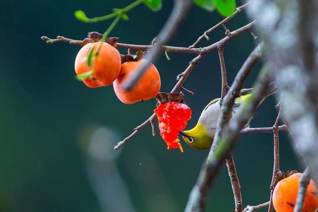 Thú chơi hồng Hải Hậu ngày Tết