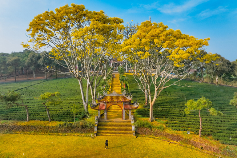 Phượng vàng khoe sắc ngày Xuân