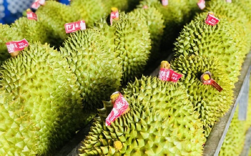 EU tăng tần suất kiểm tra lên 20% với sầu riêng Việt Nam