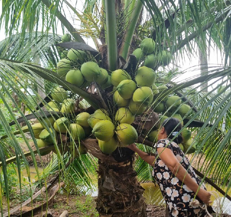 Khát khao tăng “vị ngọt” trái dừa Việt