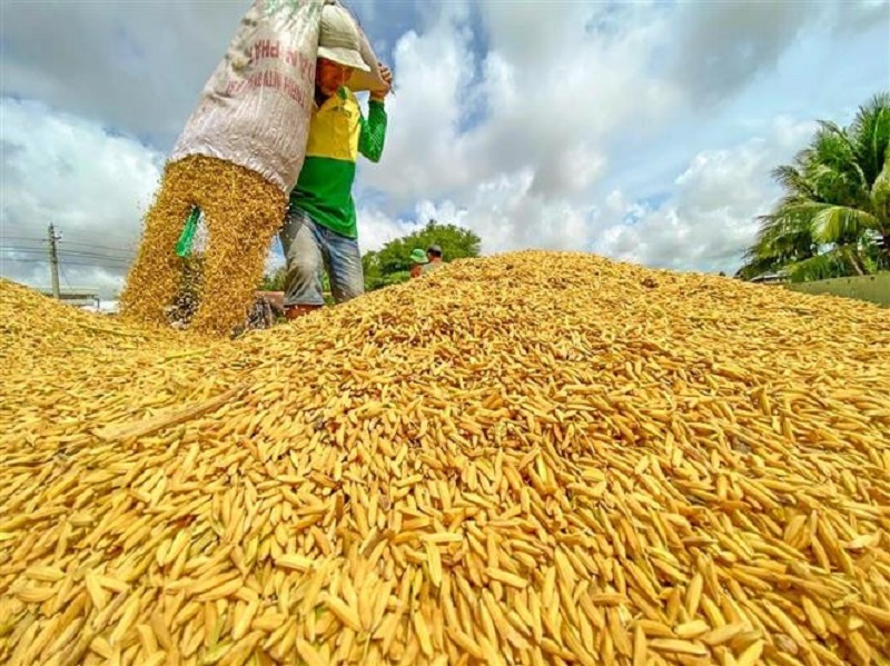 Gạo Việt cần 'bản sắc' riêng để tạo dựng thương hiệu trên toàn cầu