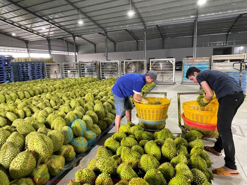 Sầu riêng tăng giá kỷ lục, vượt mức 200.000 đồng/kg