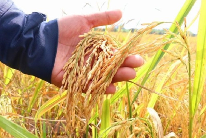 Giá gạo Việt Nam xuống mức thấp nhất trong gần 2 năm