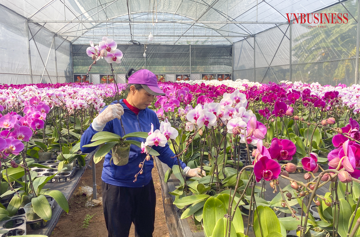 Đắt hàng như tôm tươi, nhà vườn lan hồ điệp căng sức vào vụ Tết