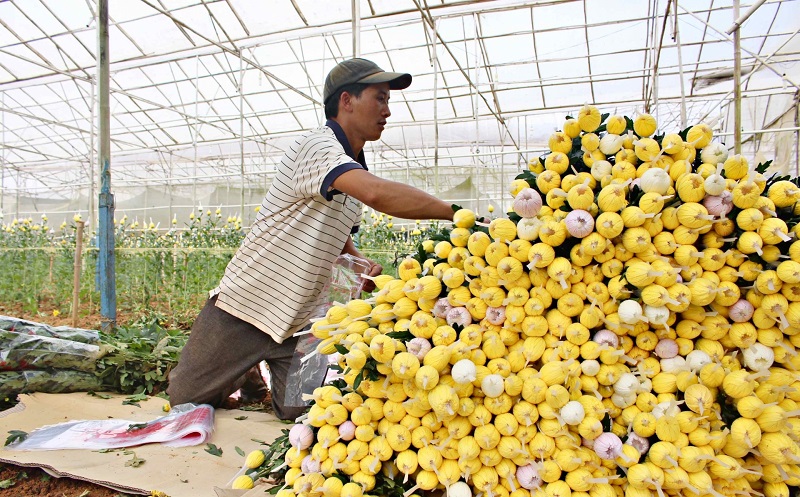 Sức mua chậm, giá hoa giảm mạnh: Thủ phủ hoa Tết lớn nhất cả nước lo... 'mất Tết'