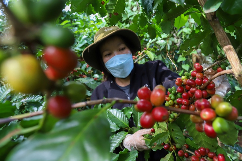 Tâm lý sợ thiếu hàng giúp giá cà phê tăng 1.000 đồng/kg