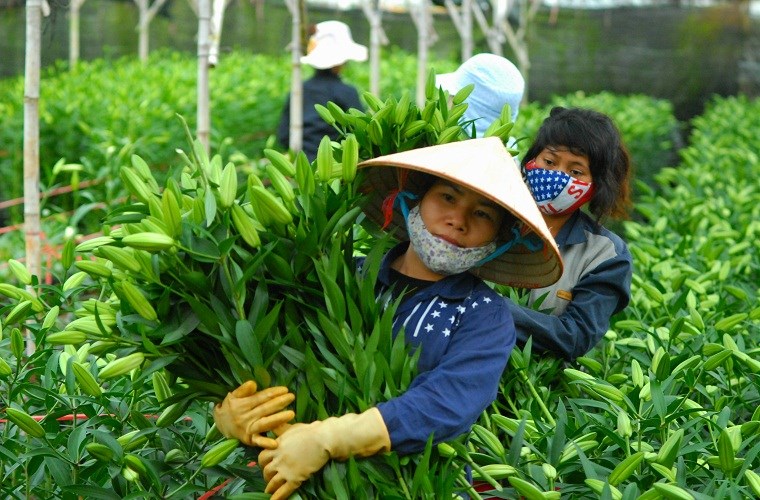 Hoa trái cho thu hoạch ‘sai nhịp’ mùa Tết khiến HTX thất thu