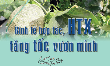 Kinh tế hợp tác, HTX tăng tốc vươn mình