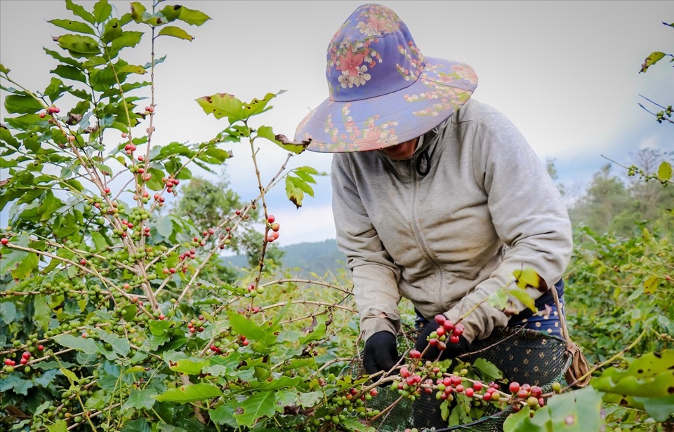 Tăng thêm 2.300 đồng/kg, cà phê vẫn còn nhiều cơ hội tăng giá