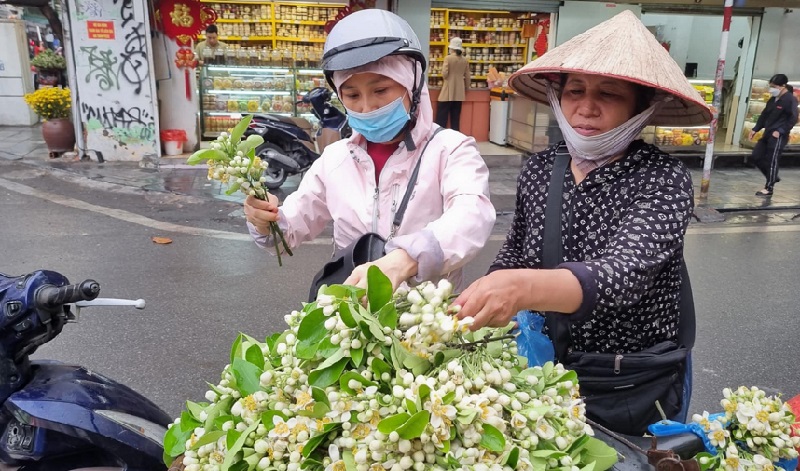 Loại hoa 'hương đồng gió nội' có giá gần nửa triệu mỗi kg đắt hàng ngày đầu xuân