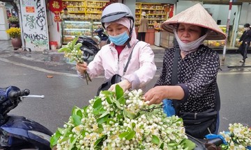 Loại hoa &#039;hương đồng gió nội&#039; có giá gần nửa triệu mỗi kg đắt hàng ngày đầu xuân