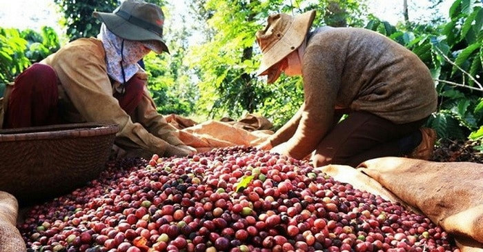 Giá cà phê trong nước giảm mạnh còn 132.500 đồng/kg