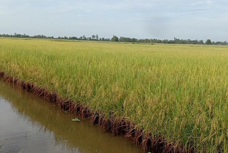 Đề xuất tăng cường xúc tiến thương mại, mở rộng thị trường xuất khẩu gạo