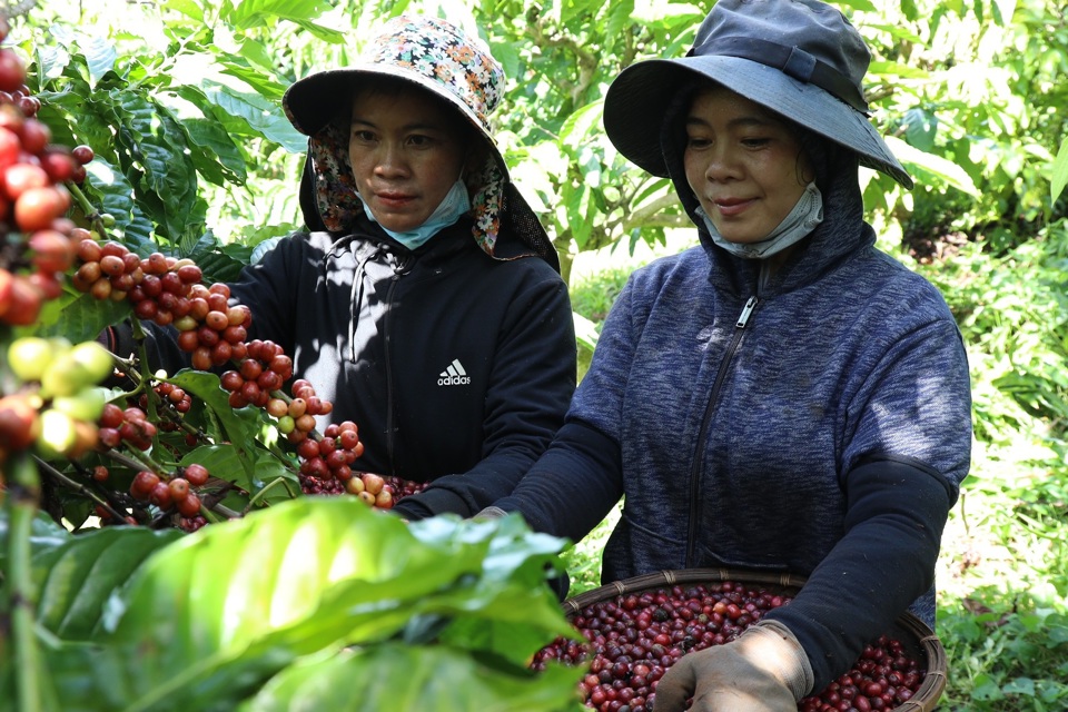 Tăng đến 1.000 đồng/kg, giá cà phê liệu có vượt qua mức 135.000 đồng/kg?