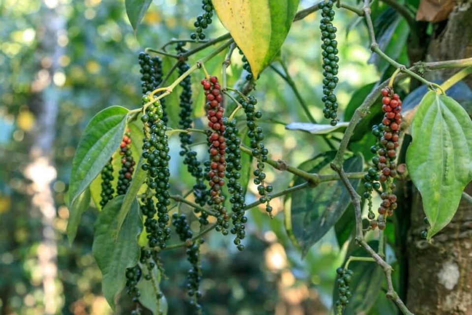 Giữ mức 162.500 đồng/kg, dự báo giá hồ tiêu sẽ có thêm nhiều động lực tăng