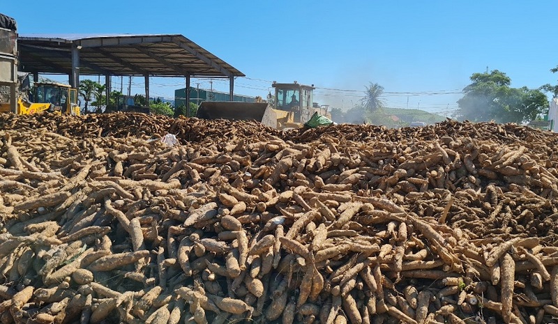 Giá giảm một nửa, người trồng sắn lao đao