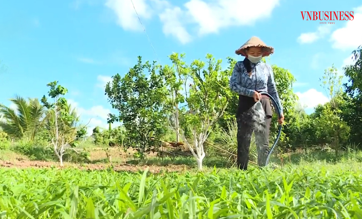 Chuyện làm giàu của đồng bào dân tộc thiểu số ở Tiểu Cần
