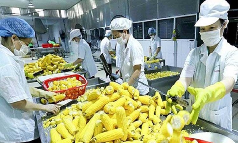 Nông sản, thực phẩm của Việt Nam bị EU cảnh báo tiếp tục gia tăng