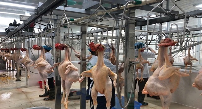 Ngành chăn nuôi gia cầm bao giờ hết cảnh 'tiến thoái lưỡng nan'?