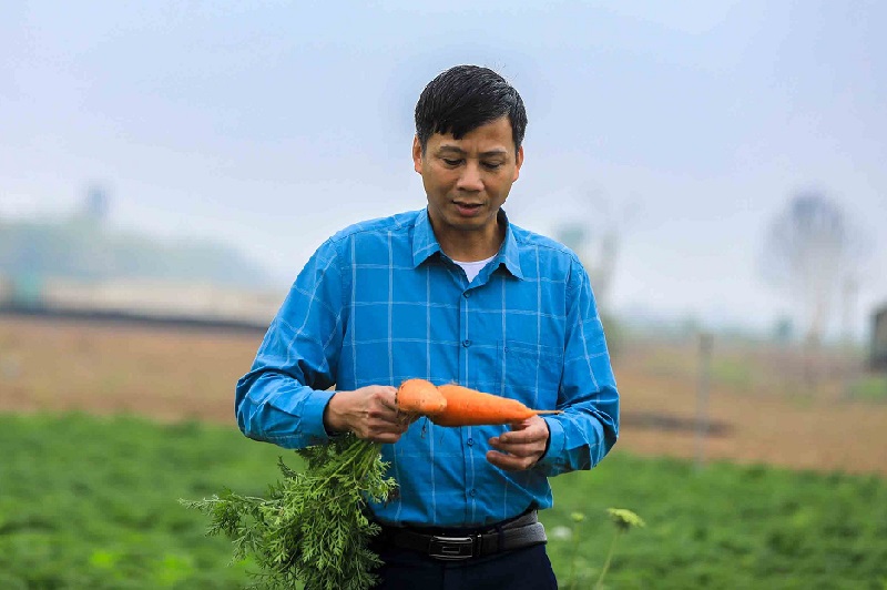'Thủ phủ' cà rốt Hải Dương dư sản lượng, thiếu đất trồng – HTX khao khát bứt phá