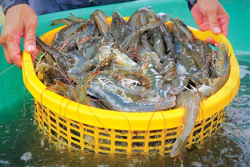 Xuất khẩu tôm tháng đầu năm tăng 28%, thị trường Mỹ nhiều triển vọng