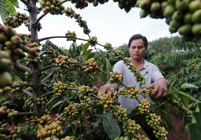 Giảm 500 đồng/kg, giá cà phê liên tục 'nhảy múa'