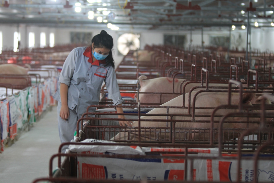 Bao giờ hết cảnh giá lợn giống 'té nước theo mưa'?