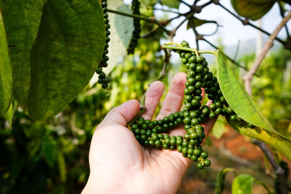 Giá tiêu giảm 200 đồng/kg, nguồn cung vụ mới bắt đầu đưa ra thị trường