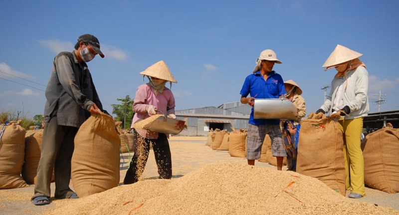 Thủ tướng yêu cầu kiểm tra, giám sát đảm bảo cân đối cung - cầu lúa gạo