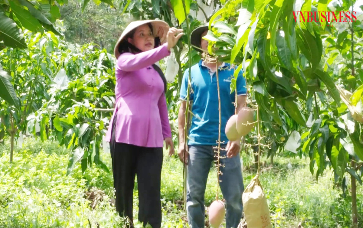 Những cú ‘bắt tay’ giúp nông dân một huyện ở An Giang kiếm bộn tiền