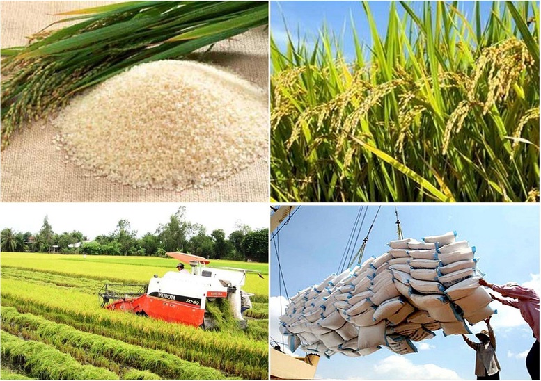 Gạo 'rớt giá', Ngân hàng Nhà nước yêu cầu ngân hàng thương mại đảm bảo vốn cho sản xuất, thu mua