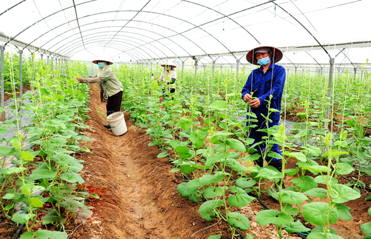 Giải mã cách làm giàu của những 'nông dân công nghệ' ở Ninh Bình