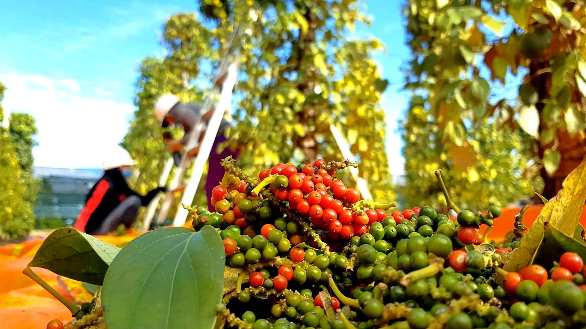 Mất 2.700 đồng/kg, giá tiêu khó có thể giảm mạnh trong thời gian tới
