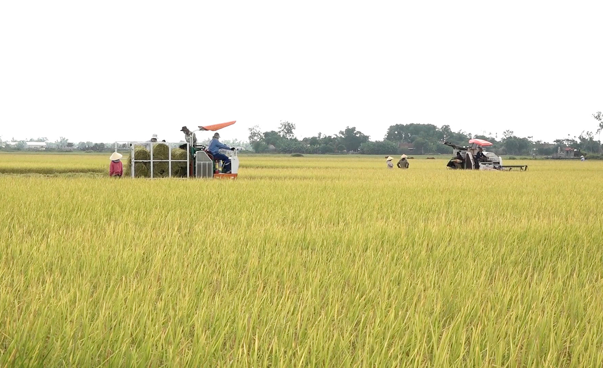 Bắt tay ứng dụng công nghệ cao vào sản xuất, nông dân Quảng Trị 'ăn nên làm ra'