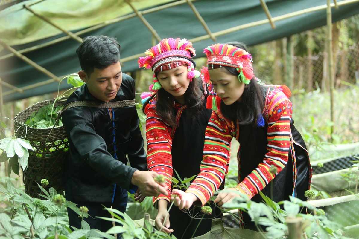 'Trái ngọt' giảm nghèo ở vùng miền núi Lai Châu