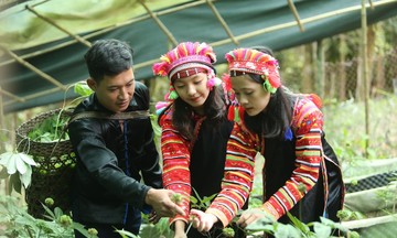 &#039;Trái ngọt&#039; giảm nghèo ở vùng miền núi Lai Châu