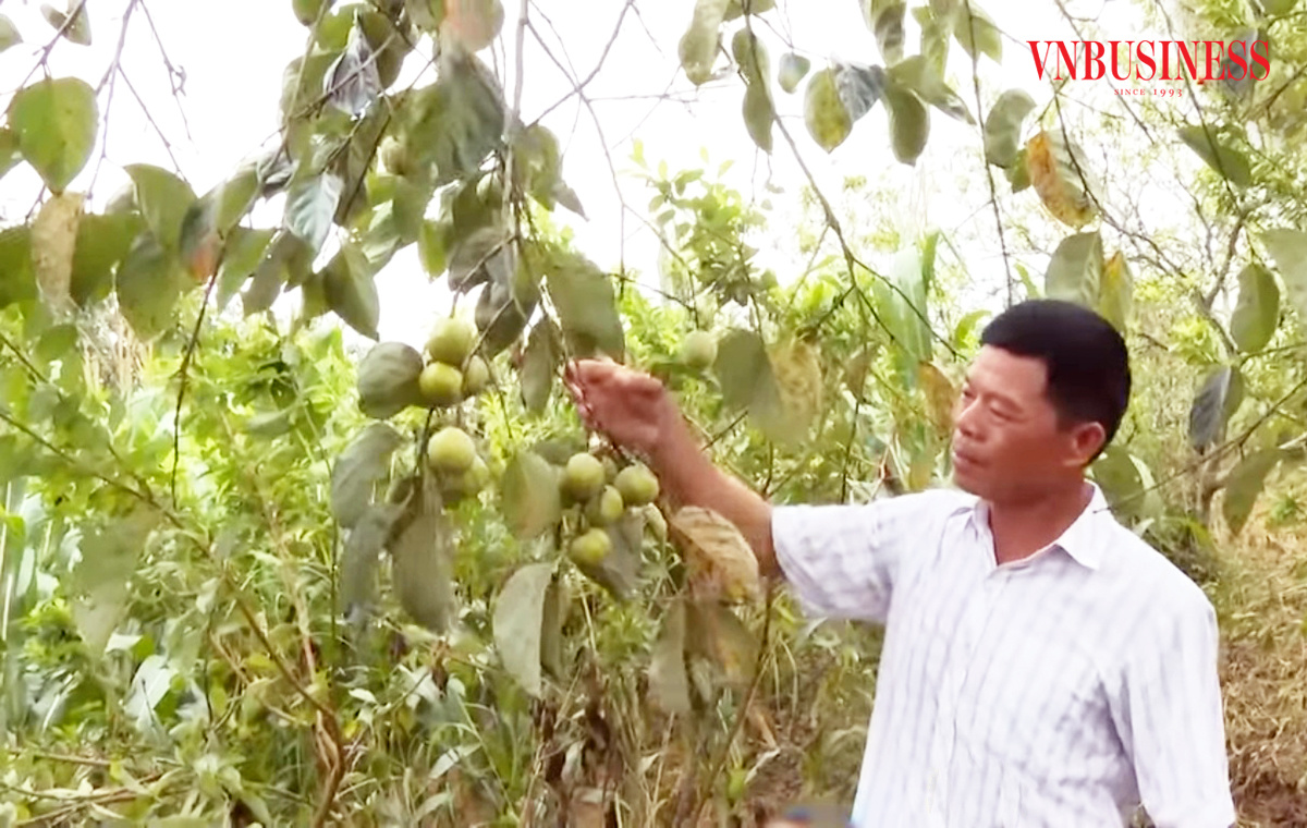 'Chìa khóa làm giàu' của nông dân xứ Lạng