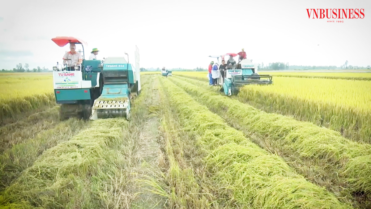 Đưa công nghệ cao vào cánh đồng lớn, nông dân Cần Thơ thắng đậm