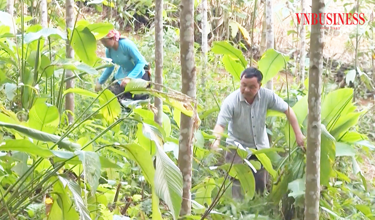'Cú chuyển mình' giúp đồng bào dân tộc thiểu số huyện vùng cao tỉnh Lào Cai nâng cao thu nhập