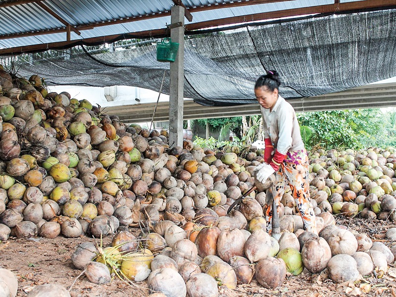 Dừa khô khan hiếm, tăng giá kỷ lục