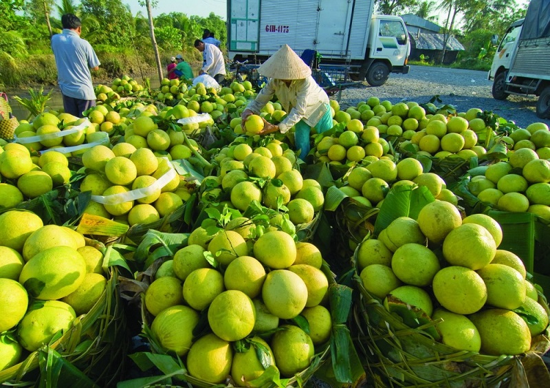Xuất khẩu 'hụt hơi', nông sản Việt tìm cách gỡ khó